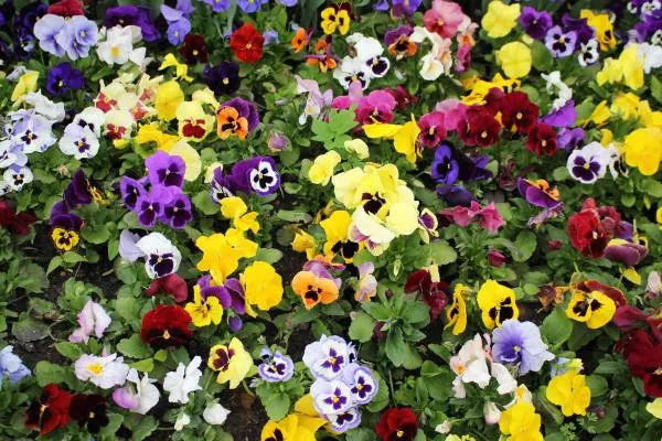 Top 5 Winter Bedding Plants