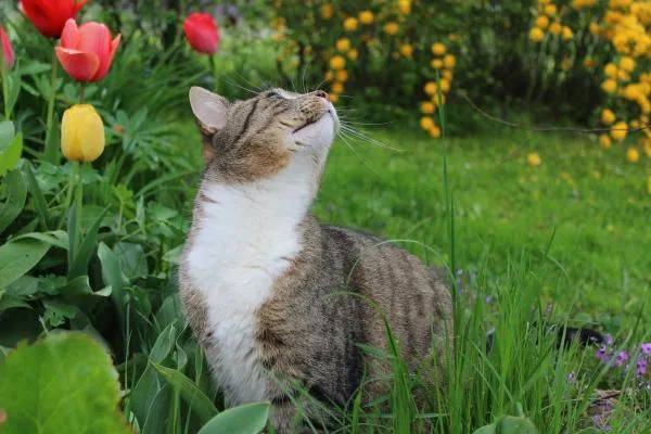 Is Your Garden Pet Friendly?