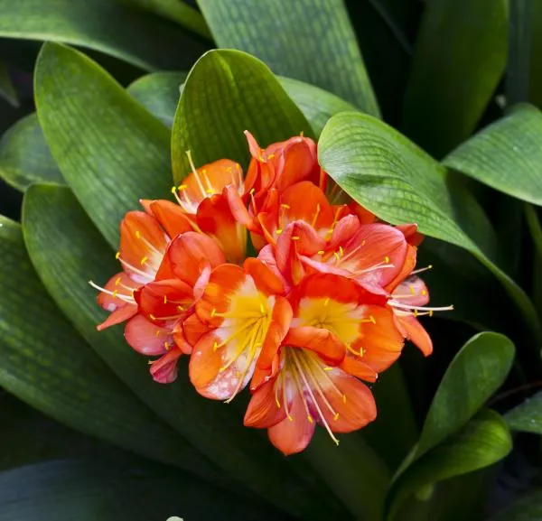 Four of the Best Garden Plants that Grow in Shade