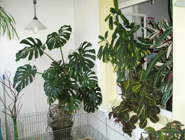 Bringing Plants Inside In Winter