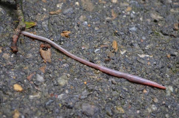 The Benefits of Worms in Your Garden