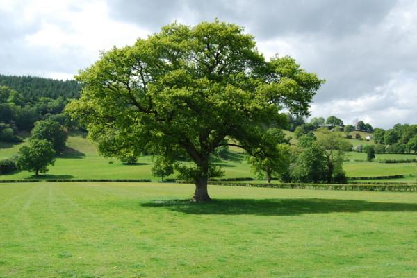 5 British Trees to Grow in your Garden