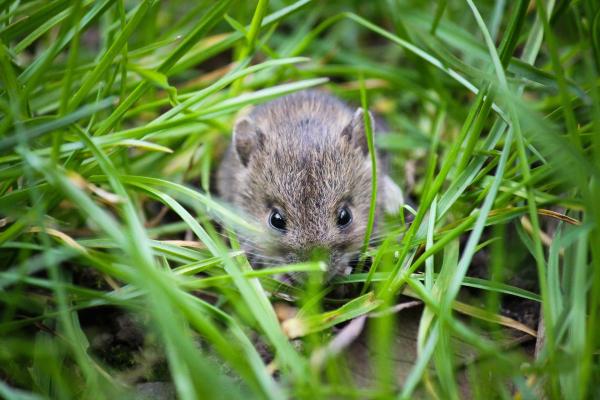 How to Stop Animals Digging In Your Garden