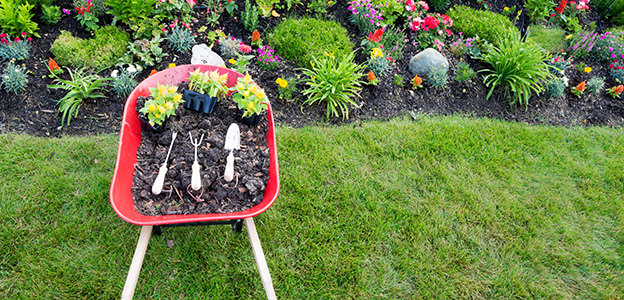 Planting yellow celosia in an ornamental flowerbed