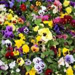 Top 5 Winter Bedding Plants