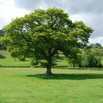 5 British Trees to Grow in your Garden