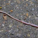 The Benefits of Worms in Your Garden