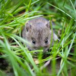 How to Stop Animals Digging In Your Garden